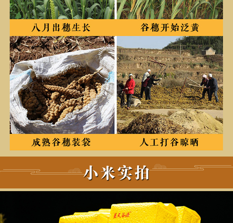 黄小米粥小黄米2021年新米山西特产(图4)